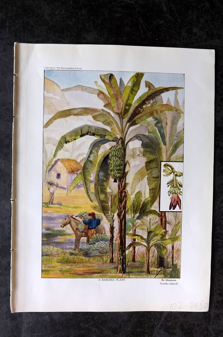 Ward, Artemas 1923 Antique Botanical Print. Banana Plant: Offset Lithograph Published 1923, New York for "The Encyclopedia of Food" by Artemas Ward. Paper Size: 10.5 x 7.5 inch (27 x 19cm) Good Condition