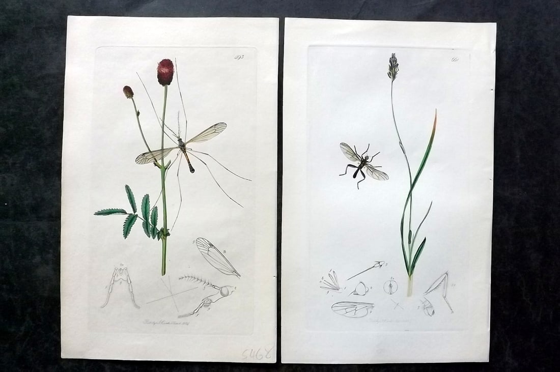Curtis, John 1830's Pair of HCol Insect Botanical Prints, First Edition: Hand Colored Etchings Published 1823-39, London for "British Entomology: Being Illustrations and Descriptions of the Genera of Insects found in Great Britain and Ireland" First Edition by John Curtis.