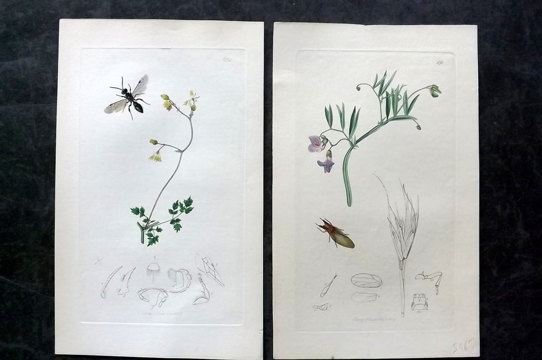 Curtis, John 1830's Pair of HCol Insect Botanical Prints, First Edition: Hand Colored Etchings Published 1823-39, London for "British Entomology: Being Illustrations and Descriptions of the Genera of Insects found in Great Britain and Ireland" First Edition by John Curtis.