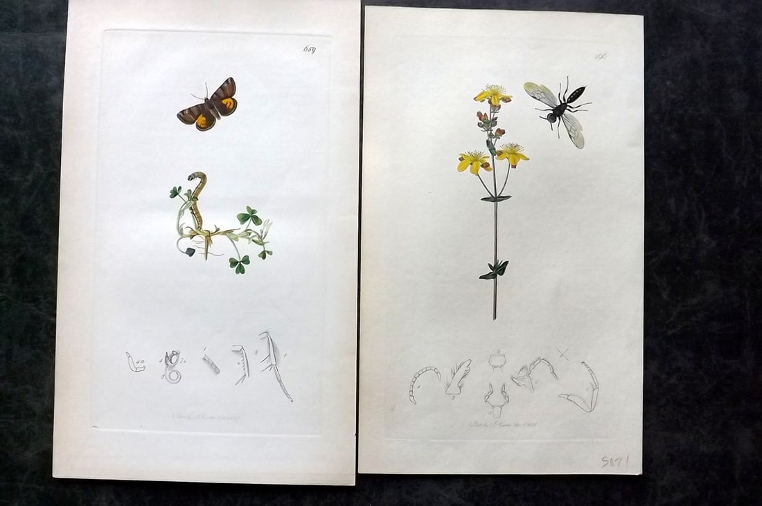 Curtis, John 1830's Pair of HCol Insect Botanical Prints, First Edition: Hand Colored Etchings Published 1823-39, London for "British Entomology: Being Illustrations and Descriptions of the Genera of Insects found in Great Britain and Ireland" First Edition by John Curtis.