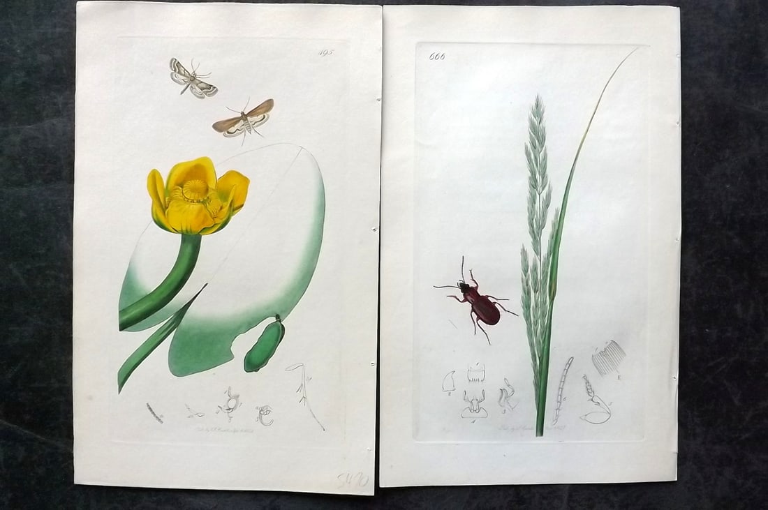 Curtis, John 1830's Pair of HCol Insect Botanical Prints, First Edition: Hand Colored Etchings Published 1823-39, London for "British Entomology: Being Illustrations and Descriptions of the Genera of Insects found in Great Britain and Ireland" First Edition by John Curtis.