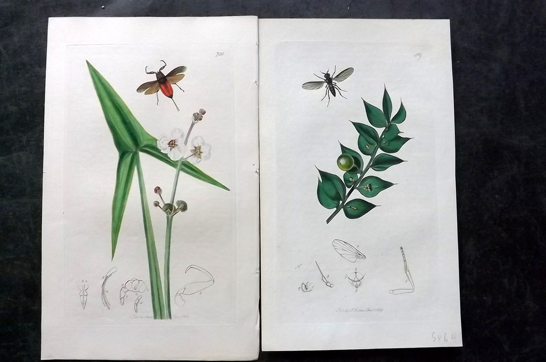 Curtis, John 1830's Pair of HCol Insect Botanical Prints, First Edition: Hand Colored Etchings Published 1823-39, London for "British Entomology: Being Illustrations and Descriptions of the Genera of Insects found in Great Britain and Ireland" First Edition by John Curtis.