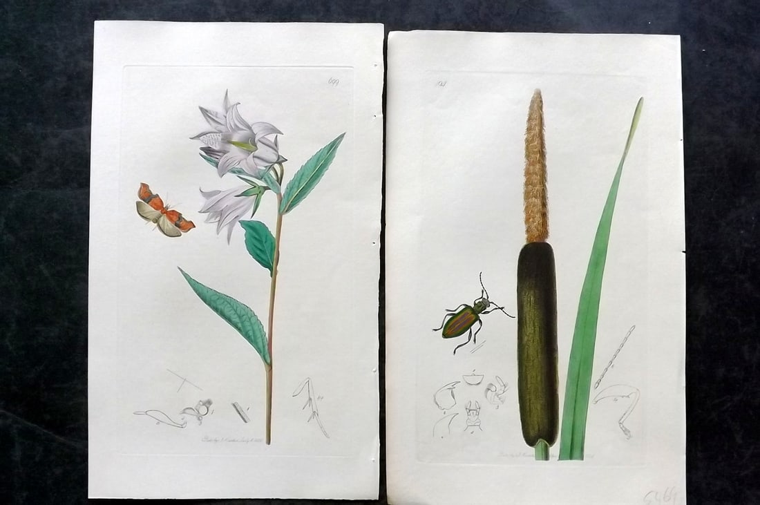 Curtis, John 1830's Pair of HCol Insect Botanical Prints, First Edition: Hand Colored Etchings Published 1823-39, London for "British Entomology: Being Illustrations and Descriptions of the Genera of Insects found in Great Britain and Ireland" First Edition by John Curtis.