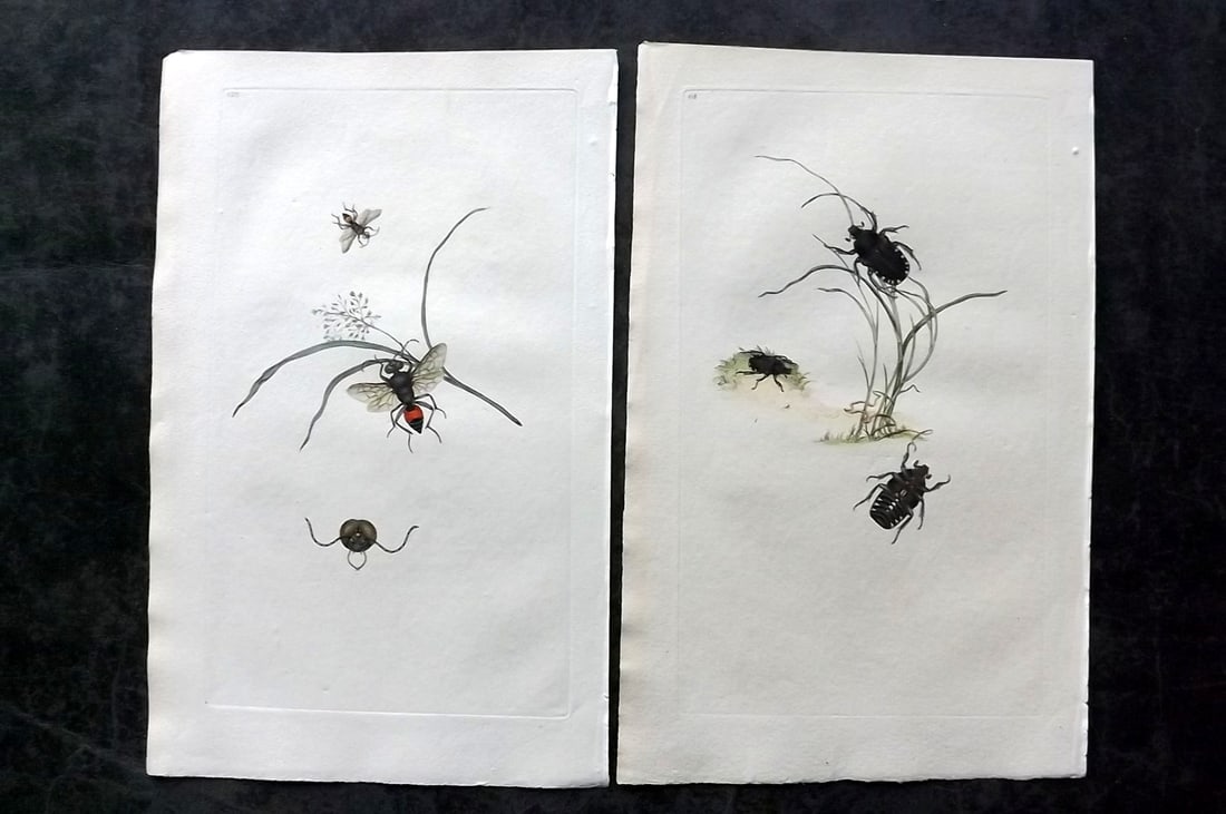 Donovan, Edward C1800 Pair of Hand Col Insect Prints: Hand Colored Etchings Published 1796-1813, London for "The Natural History of British Insects" by Edward Donovan. With accompanying descriptive text. Paper Size: 9.5 x 6 inch (24 x 15cm) Good Conditio