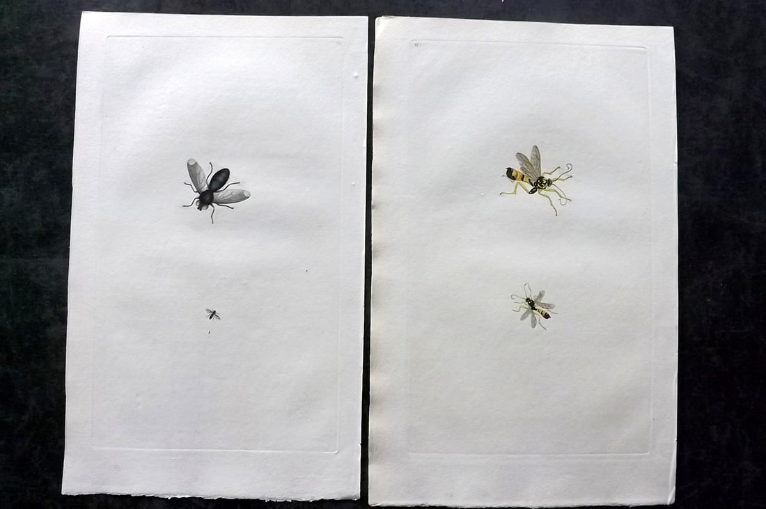 Donovan, Edward C1800 Pair of Hand Col Insect Prints: Hand Colored Etchings Published 1796-1813, London for "The Natural History of British Insects" by Edward Donovan. With accompanying descriptive text. Paper Size: 9.5 x 6 inch (24 x 15cm) One lacking d