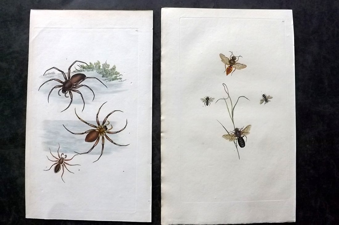 Donovan, Edward C1800 Pair of Hand Col Insect Prints: Hand Colored Etchings Published 1796-1813, London for "The Natural History of British Insects" by Edward Donovan. With accompanying descriptive text. Paper Size: 9.5 x 6 inch (24 x 15cm) One lacking d