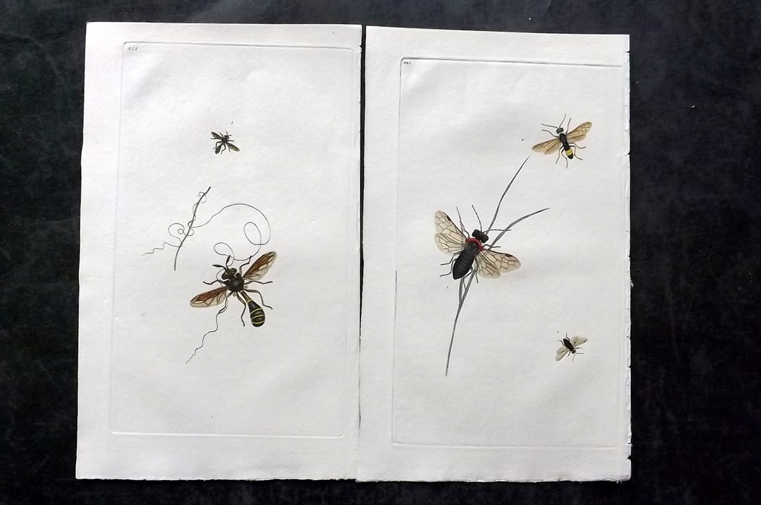 Donovan, Edward C1800 Pair of Hand Col Insect Prints: Hand Colored Etchings Published 1796-1813, London for "The Natural History of British Insects" by Edward Donovan. With accompanying descriptive text. Paper Size: 9.5 x 6 inch (24 x 15cm) One lacking d