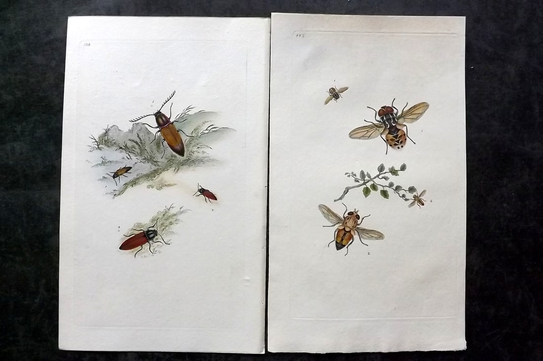 Donovan, Edward C1800 Pair of Hand Col Insect Prints: Hand Colored Etchings Published 1796-1813, London for "The Natural History of British Insects" by Edward Donovan. With accompanying descriptive text. Paper Size: 9.5 x 6 inch (24 x 15cm) One lacking d