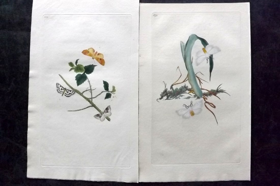 Donovan, Edward C1800 Pair of Hand Col Moth Prints (1 of 2)