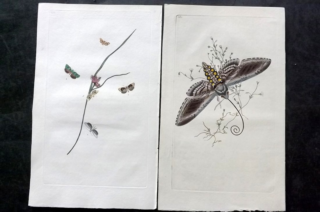 Donovan, Edward C1800 Pair of Hand Col Moth Prints (1 of 2)