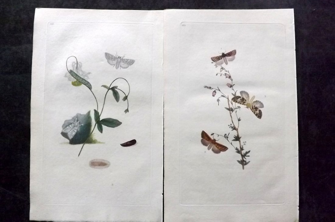 Donovan, Edward C1800 Pair of Hand Col Moth Prints (1 of 2)