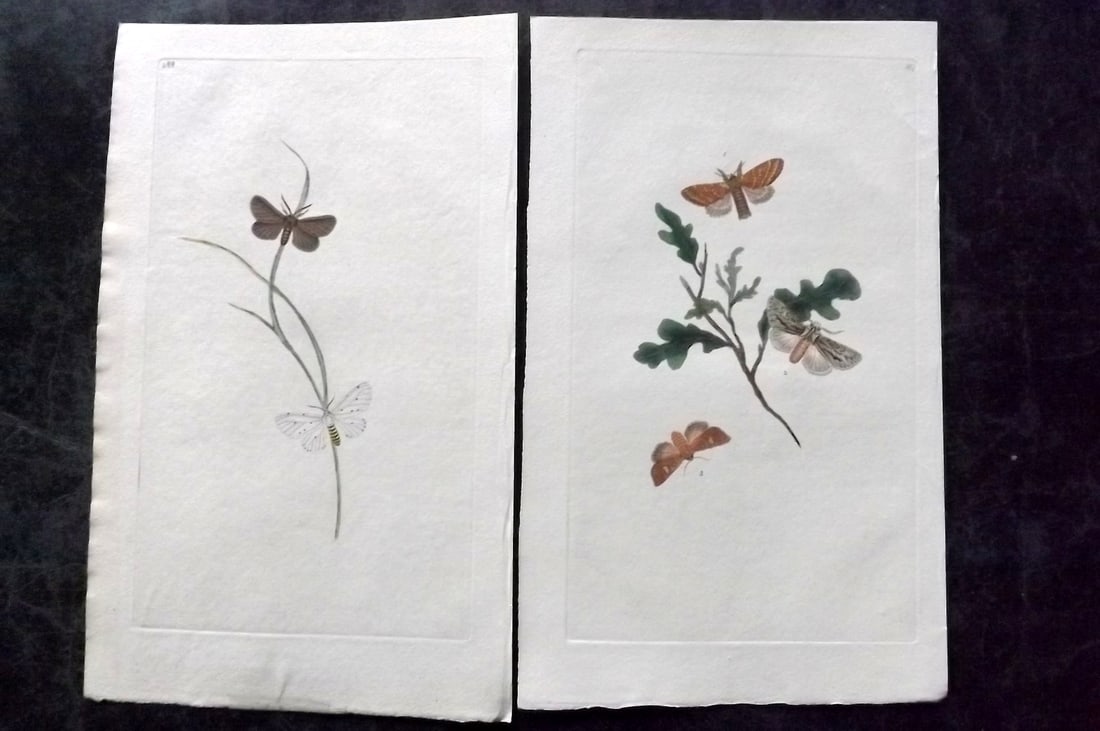 Donovan, Edward C1800 Pair of Hand Col Moth Prints (1 of 2)