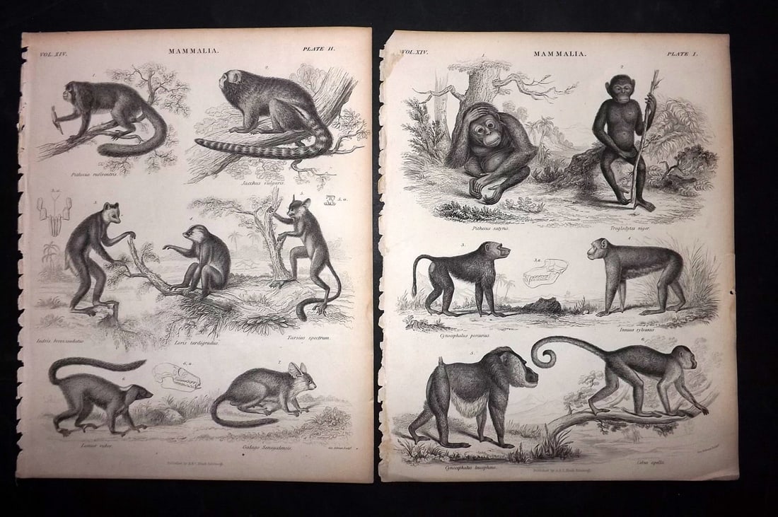 Encyclo. Brit 1850's Pair of Prints. Monkeys: Steel Engraving Published 1853-60 by A & C Black, Edinburgh & London for "Encyclopaedia Britannica" Eighth Edition. Paper Size: 10.5 x 8 inch (27 x 21cm) Good Condition