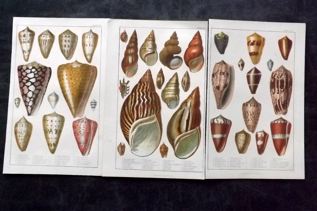 Goldsmith, Oliver C1850 Lot of 3 Hand Col Prints. Shells (1 of 2)