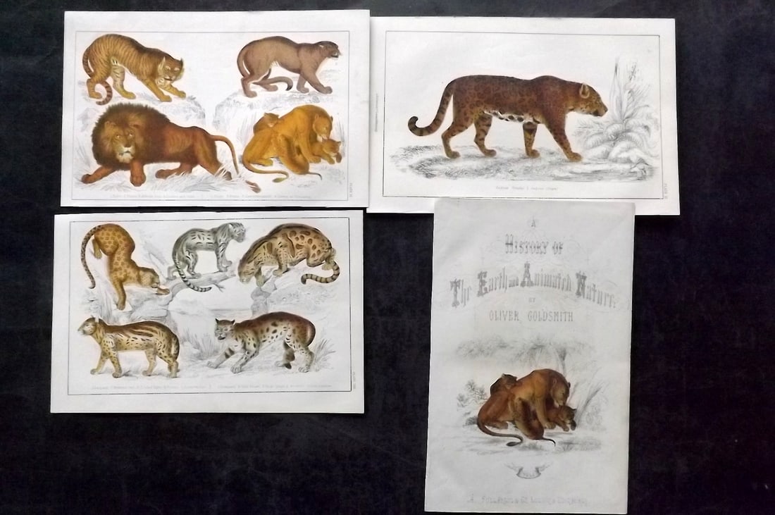 Goldsmith, Oliver C1850 Lot of 4 Hand Col Prints. Big Cats, Lion, Jaguar (1 of 2)