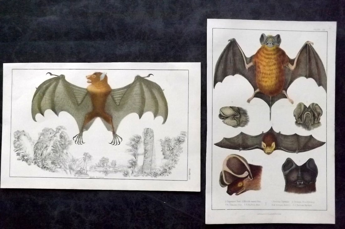 Goldsmith, Oliver C1850 Pair of Hand Col Prints. Bats: Hand Colored Etching/Engraving Published C1850 by A. Fullarton & Co., London for "A History of the Earth and Animated Nature" by Oliver Goldsmith. Paper Size: 10 x 6 inch (25 x 16cm) Good Condition