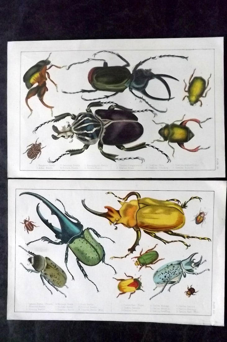 Goldsmith, Oliver C1850 Pair of Hand Col Prints. Beetles (1 of 2)