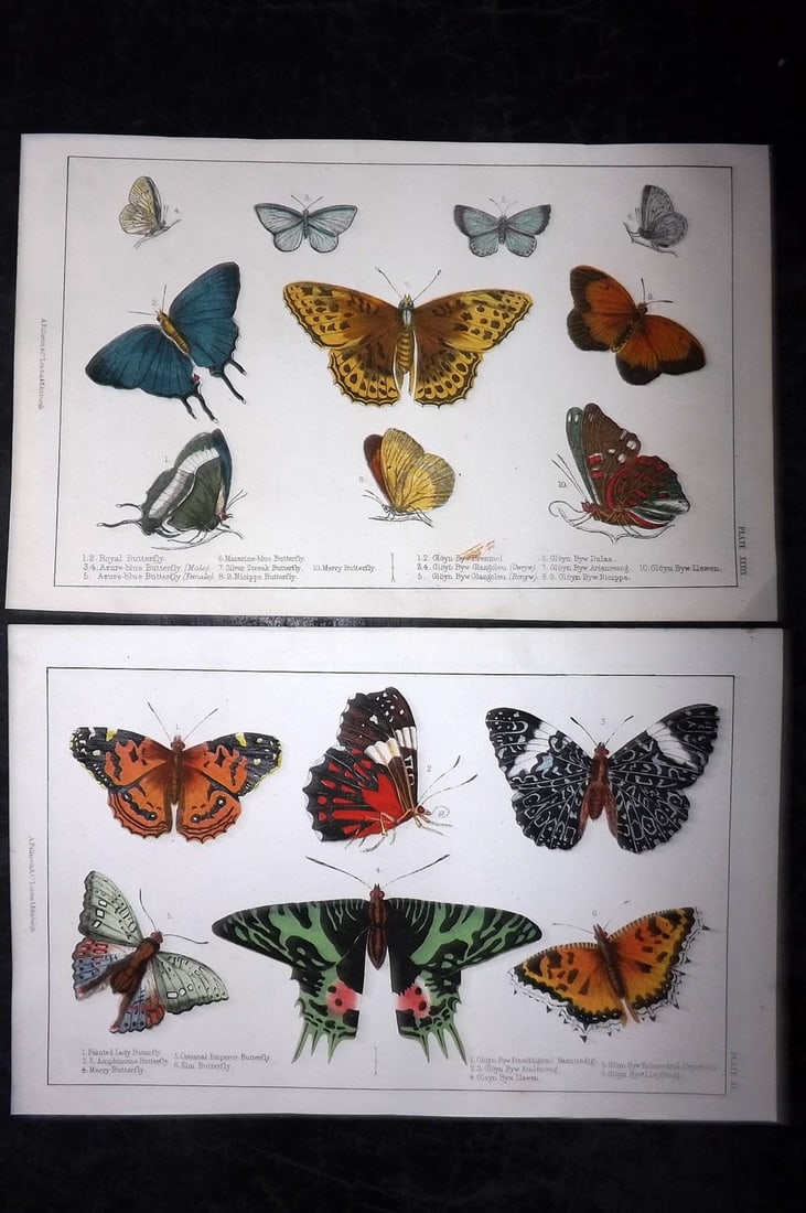 Goldsmith, Oliver C1850 Pair of Hand Col Prints. Butterflies (1 of 2)