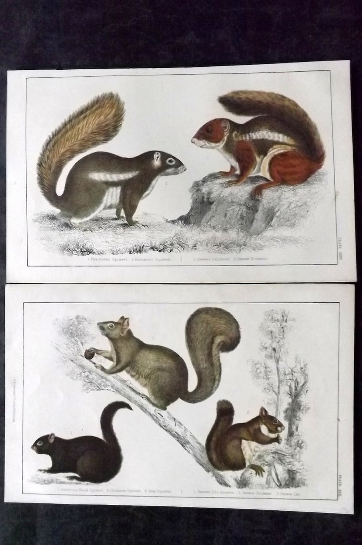 Goldsmith, Oliver C1850 Pair of Hand Col Prints. Squirrels: Hand Colored Etching/Engraving Published C1850 by A. Fullarton & Co., London for "A History of the Earth and Animated Nature" by Oliver Goldsmith. Paper Size: 10 x 6 inch (25 x 16cm) Good Condition