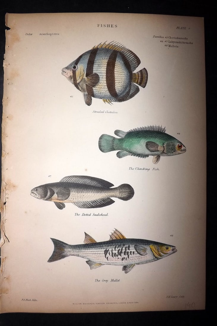 Richardson, John 1862 Hand Col Fish Print. Chetodan, Climbing, Snakehead, Grey Mullet: Hand Colored Steel Engraving/Etching Published 1859-62 by William Mackenzie, Edinburgh & London for "The Museum of Natural History" by John Richardson. Paper Size: 10.5 x 7 inch (27 x 18cm) Very minor