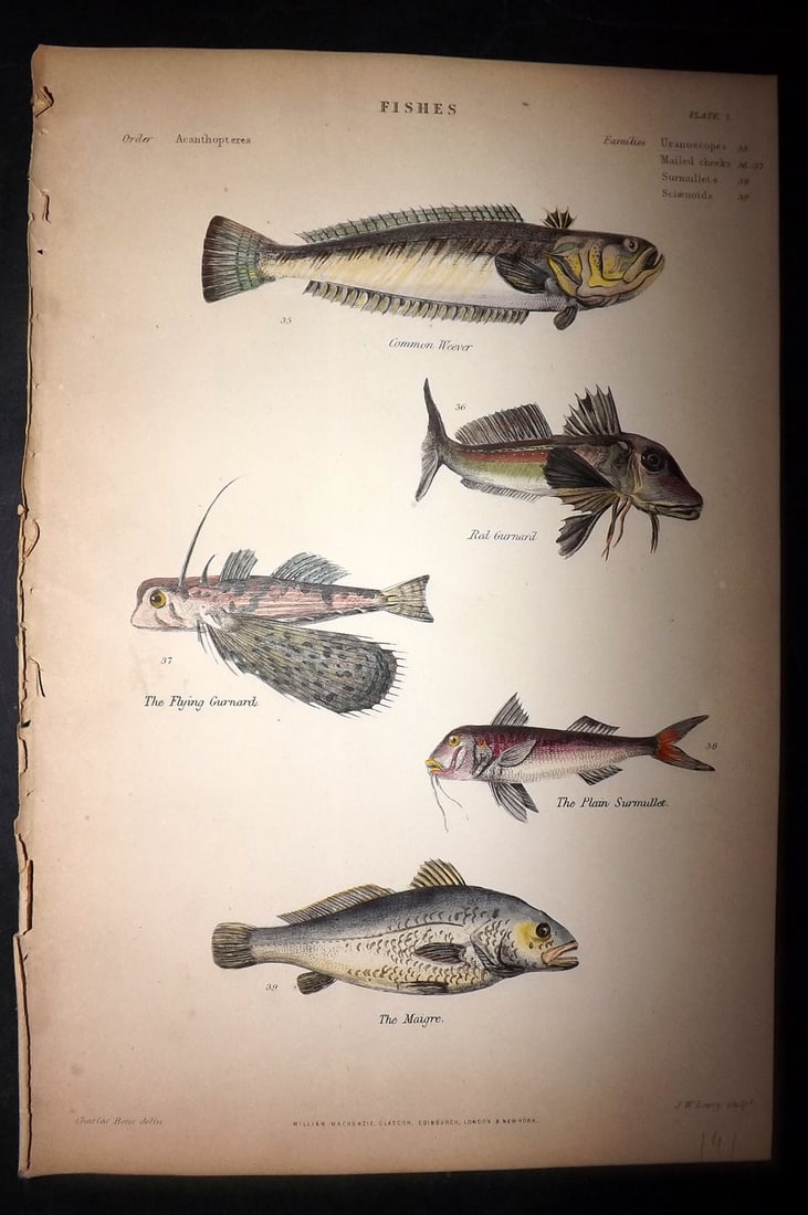 Richardson, John 1862 Hand Col Fish Print. Eaver, Gurnard, Red Mullet, Magre: Hand Colored Steel Engraving/Etching Published 1859-62 by William Mackenzie, Edinburgh & London for "The Museum of Natural History" by John Richardson. Paper Size: 10.5 x 7 inch (27 x 18cm) Good Condi