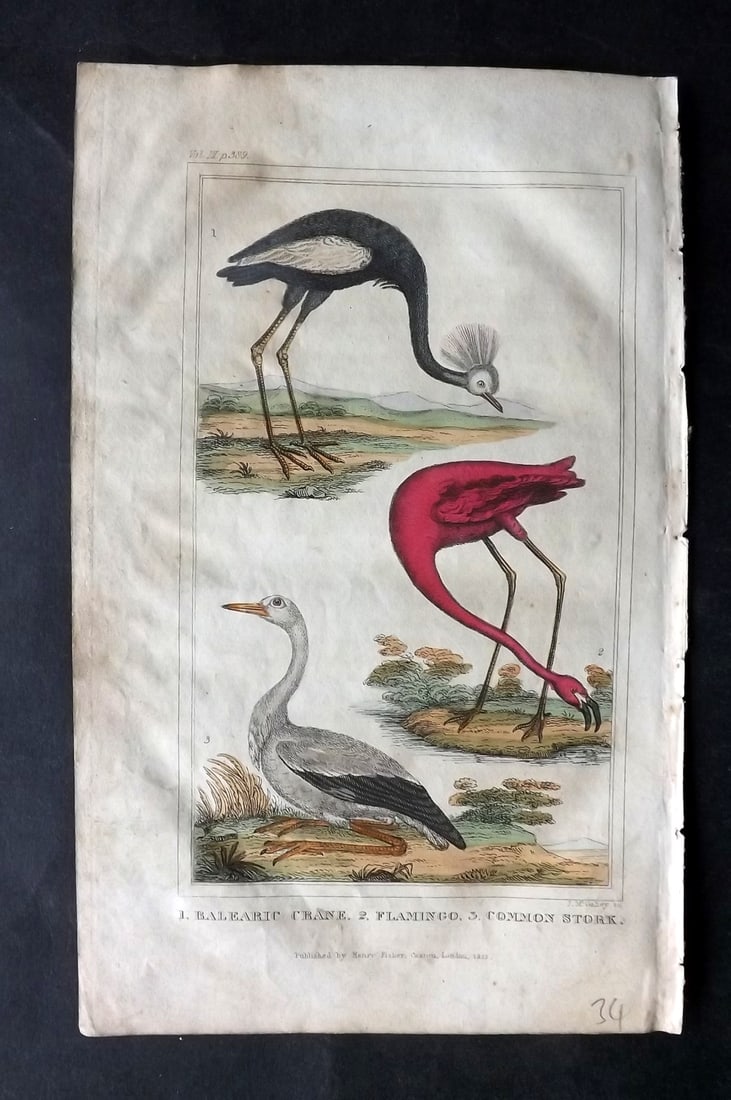 Goldsmith, Oliver 1822 Hand Col Bird Print. Flamingo, Crane, Stork: Hand Colored Copper Plate Published 1822 by Henry Fisher, Caxton & London for "A History of the Earth and Animated Nature" by Oliver Goldsmith. Paper Size: 8.5 x 5 inch (22 x 14cm) Minor background to