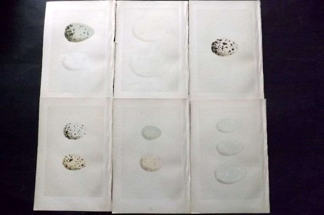 Morris, Francis 1870 Lot of 6 Antique Bird Egg Prints: Woodblocks Published 1870, London for "A Natural History of the Nests and Eggs of British Birds" By the Rev. Francis Orpen Morris, printed Benjamin Fawcett. With accompanying descriptive text. Paper S