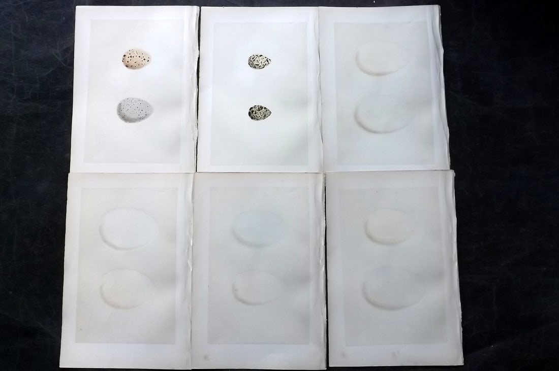 Morris, Francis 1870 Lot of 6 Antique Bird Egg Prints: Woodblocks Published 1870, London for "A Natural History of the Nests and Eggs of British Birds" By the Rev. Francis Orpen Morris, printed Benjamin Fawcett. With accompanying descriptive text. Paper S