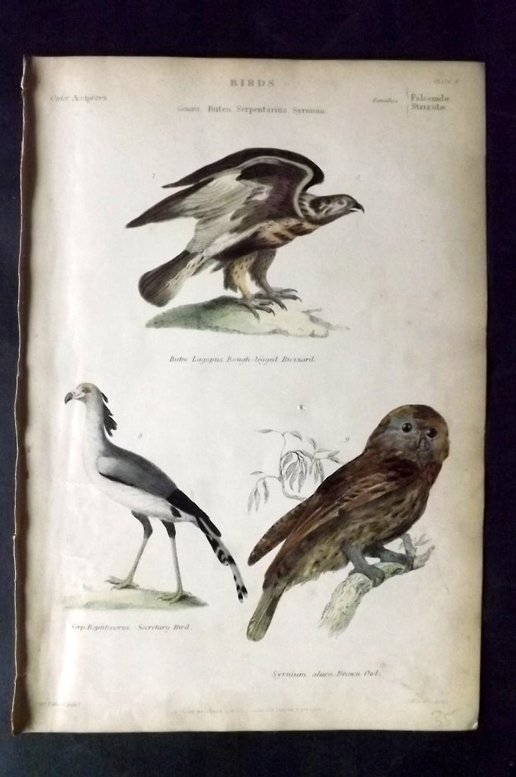 Richardson, John 1862 Hand Col Bird Print. Brown Owl, Buzzard, Secretary Bird (1 of 1)