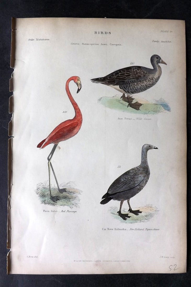 Richardson, John 1862 Hand Col Bird Print. Flamingo, Wild & New Holland Goose: Hand Colored Steel Engraving/Etching Published 1859-62 by William Mackenzie, Edinburgh & London for "The Museum of Natural History" by John Richardson. Paper Size: 10.5 x 7 inch (27 x 18cm) Good Condi