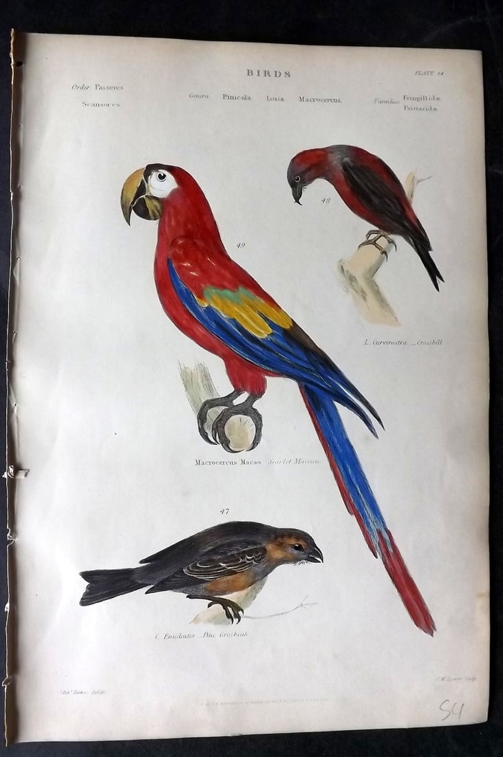Richardson, John 1862 Hand Col Bird Print. Scarlet Macaw, Crossbill, Grosbeak: Hand Colored Steel Engraving/Etching Published 1859-62 by William Mackenzie, Edinburgh & London for "The Museum of Natural History" by John Richardson. Paper Size: 10.5 x 7 inch (27 x 18cm) Good Condi