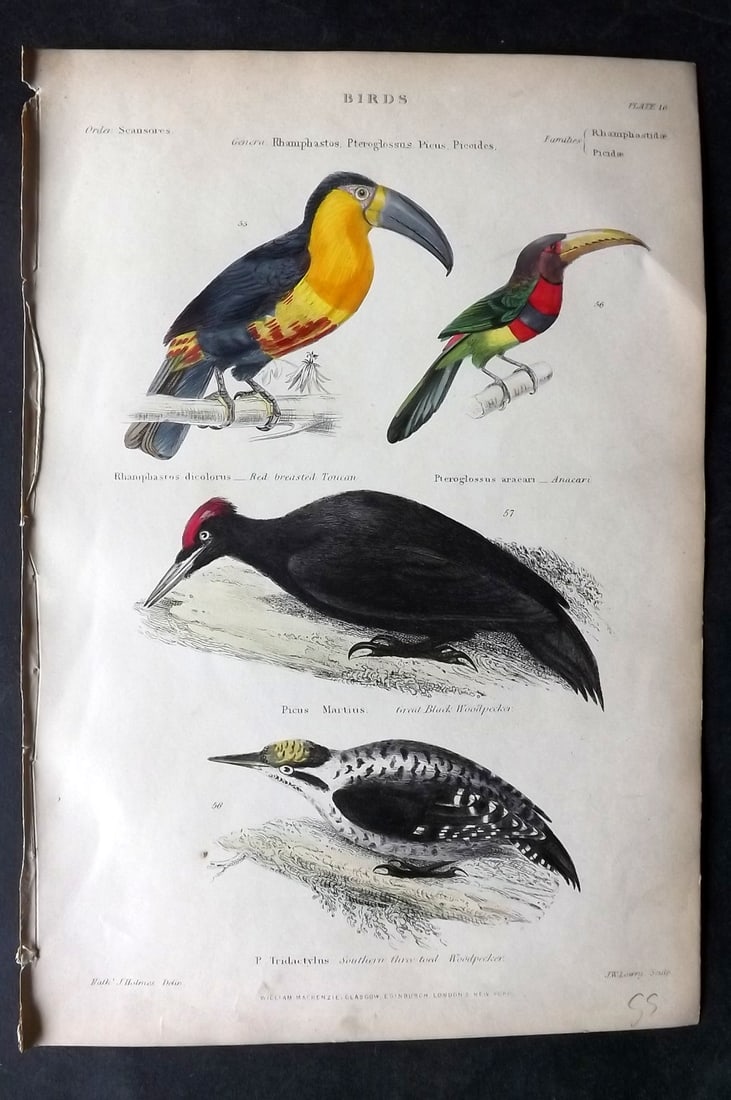 Richardson, John 1862 Hand Col Bird Print. Toucan, Acari, Woodpeckers: Hand Colored Steel Engraving/Etching Published 1859-62 by William Mackenzie, Edinburgh & London for "The Museum of Natural History" by John Richardson. Paper Size: 10.5 x 7 inch (27 x 18cm) Good Condi