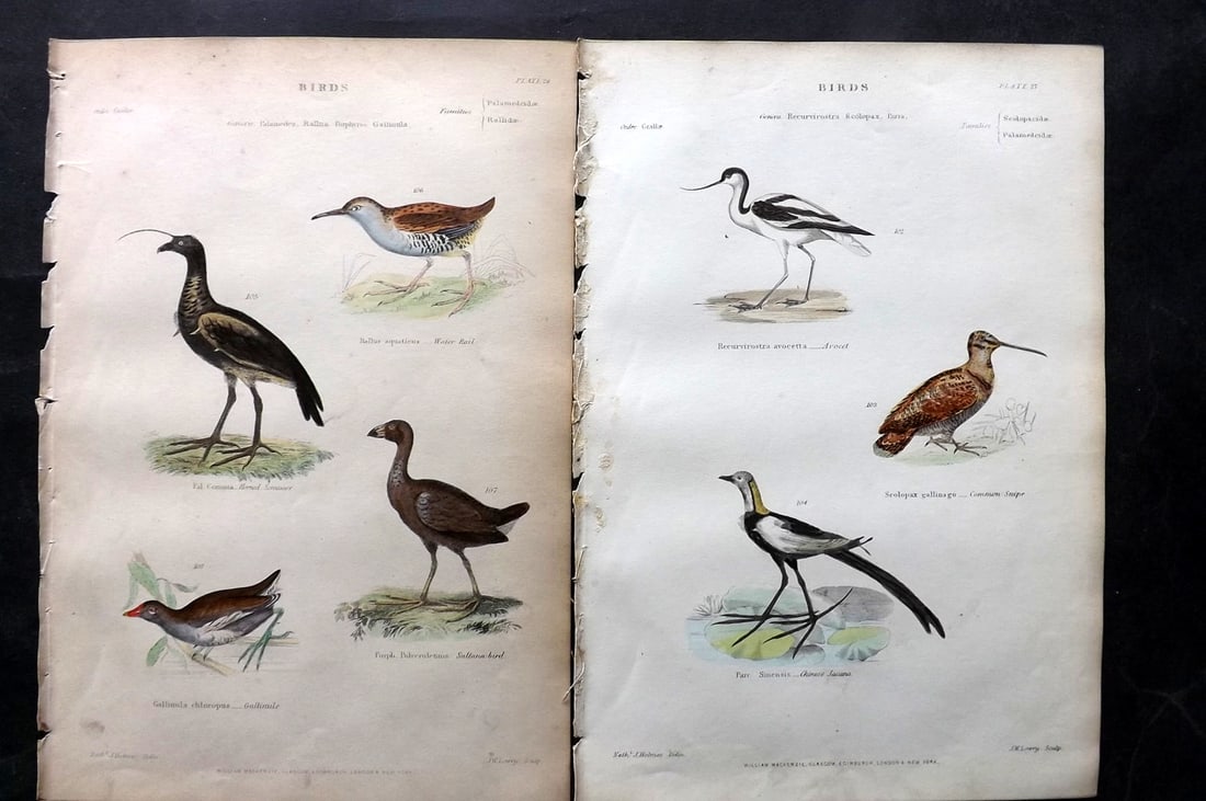 Richardson, John 1862 Pair of HC Bird Prints. Avocet, Snipe, Jacana, Screamer: Hand Colored Steel Engraving/Etching Published 1859-62 by William Mackenzie, Edinburgh & London for "The Museum of Natural History" by John Richardson. Paper Size: 10.5 x 7 inch (27 x 18cm) Good Condi