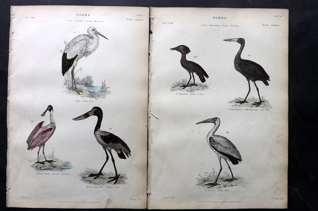 Richardson, John 1862 Pair of HC Bird Prints. Spoonbill, Stork, Jabiru, Umbre (1 of 2)