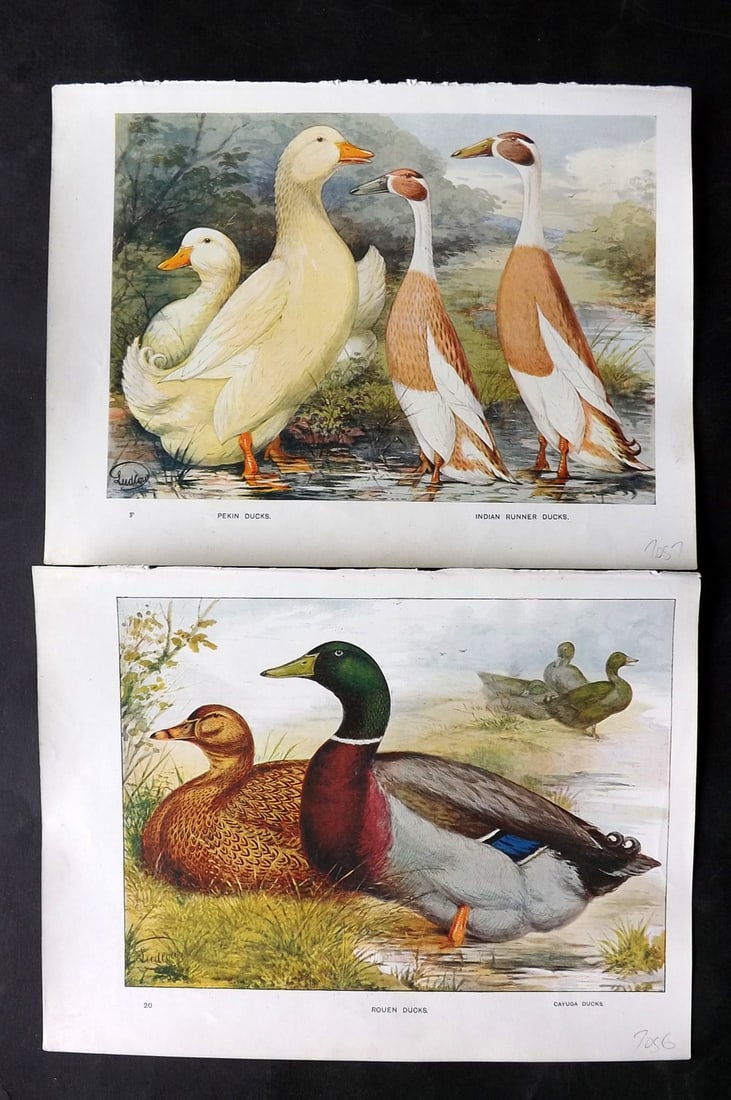 Wright & Ludlow C1910 Pair of Antique Duck Prints (1 of 2)