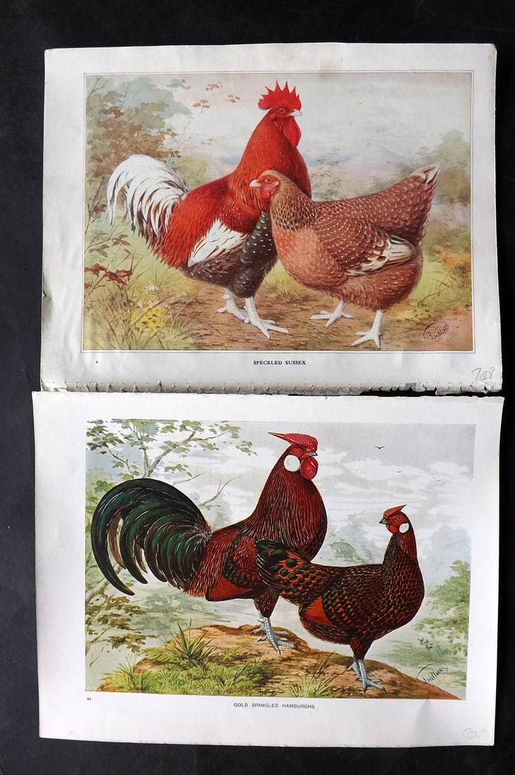 Wright & Ludlow C1910 Pair of Antique Poultry Prints (1 of 2)