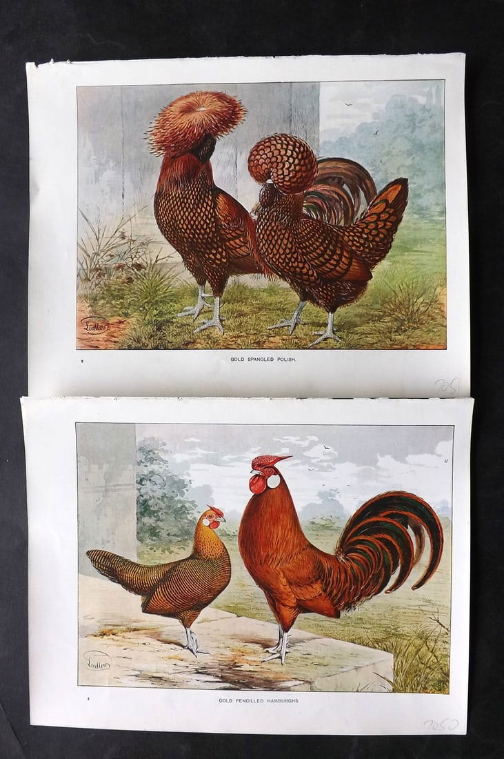 Wright & Ludlow C1910 Pair of Antique Poultry Prints (1 of 2)