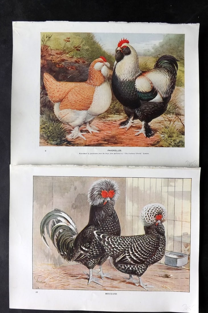 Wright & Ludlow C1910 Pair of Antique Poultry Prints (1 of 2)