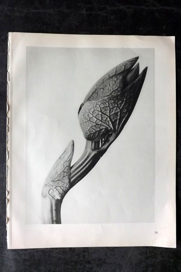 Blossfeldt, Karl 1928 First Edition Botanical Print 58 (1 of 1)