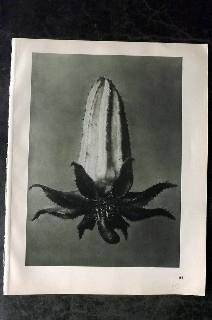 Blossfeldt, Karl 1928 First Edition Botanical Print 64: Photogravure Published 1928, Berlin for "Urformen der Kunst" by Karl Blossfeldt. First and Best Edition with the reverse side blank. Printed in Germany. Paper Size: 12.5 x 9.5 inch (32 x 24cm) Good Co