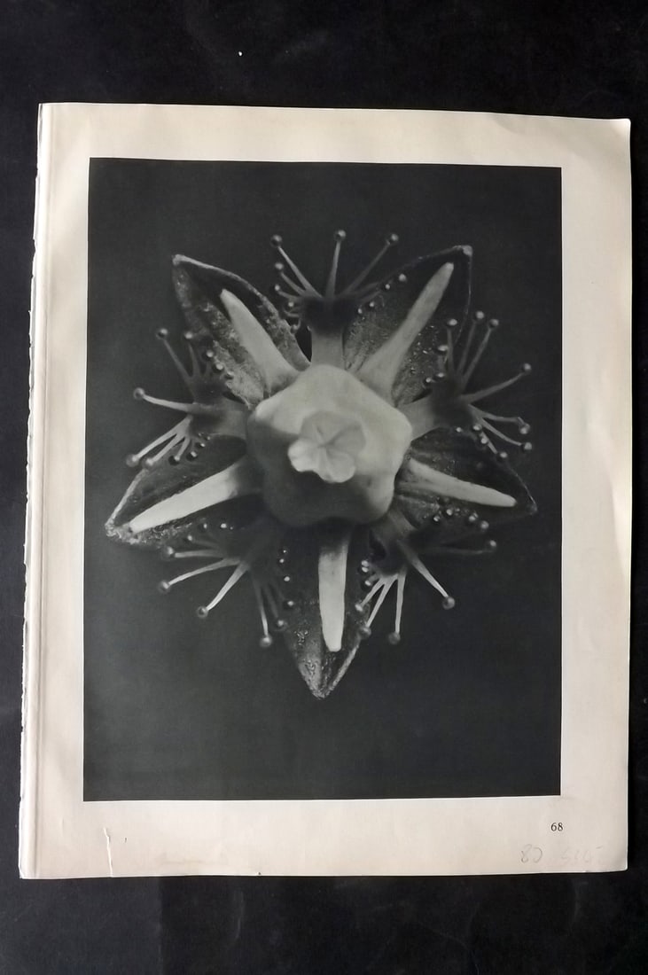Blossfeldt, Karl 1928 First Edition Botanical Print 68: Photogravure Published 1928, Berlin for "Urformen der Kunst" by Karl Blossfeldt. First and Best Edition with the reverse side blank. Printed in Germany. Paper Size: 12.5 x 9.5 inch (32 x 24cm) Good Co