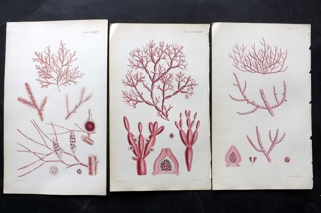 Harvey, William 1846 Lot of 3 Hand Col Red Seaweed Prints: Hand Colored Lithograph Published 1846-51, London for "Phycologia Britannica: or a History of British Sea-Weeds" First Edition by William Henry Harvey. With accompanying desriptive text (1 lacking des