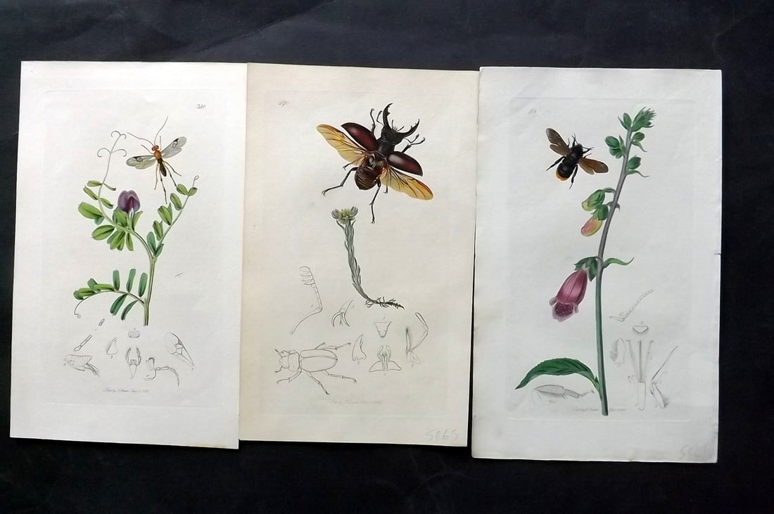 Curtis, John 1830's Lot of 3 HCol Insect Botanical Prints, First Edition (1 of 2)