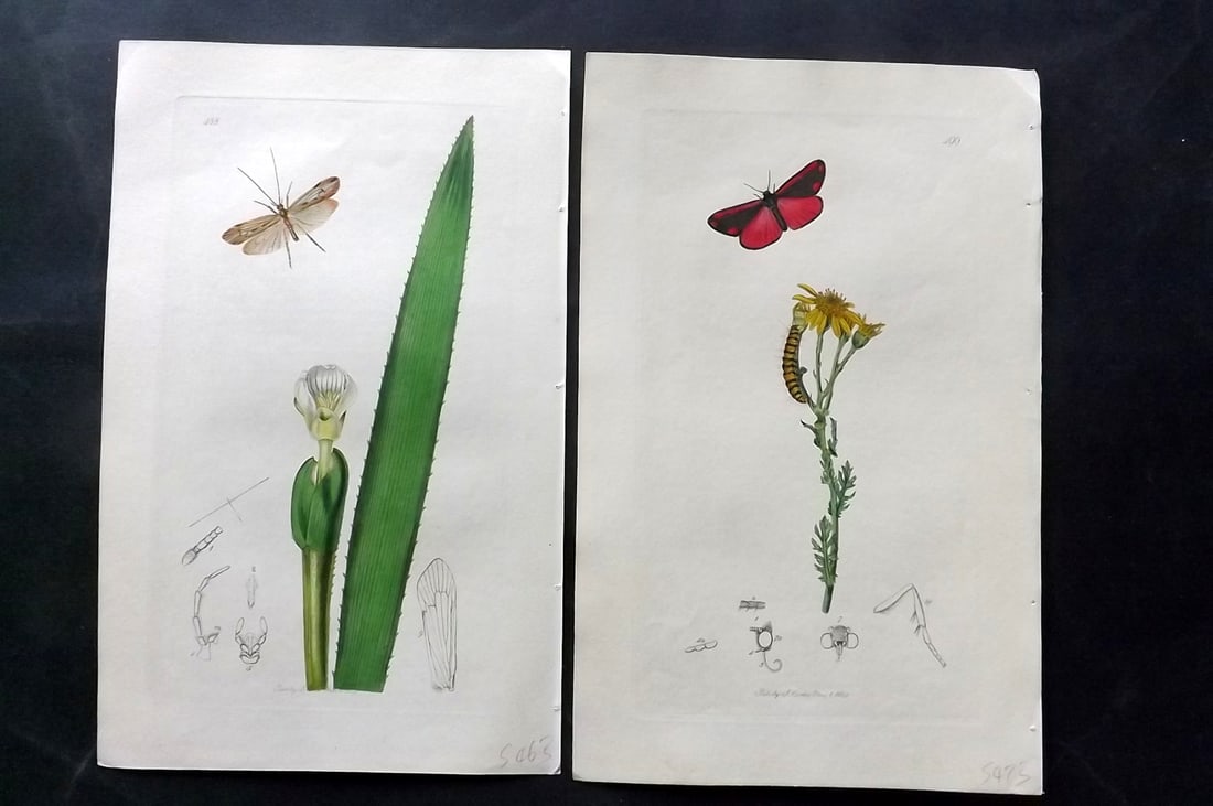Curtis, John 1830's Pair of HCol Insect Botanical Prints, First Edition: Hand Colored Etchings Published 1823-39, London for "British Entomology: Being Illustrations and Descriptions of the Genera of Insects found in Great Britain and Ireland" First Edition by John Curtis.