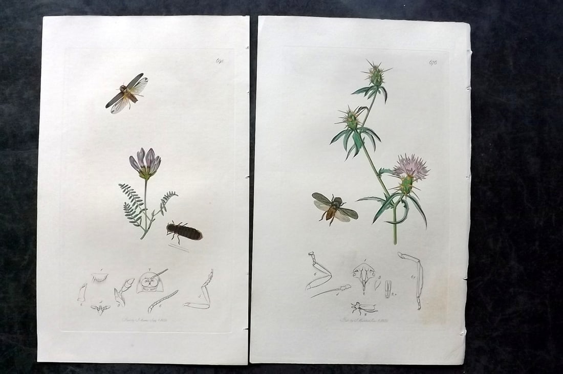 Curtis, John 1830's Pair of HCol Insect Botanical Prints, First Edition: Hand Colored Etchings Published 1823-39, London for "British Entomology: Being Illustrations and Descriptions of the Genera of Insects found in Great Britain and Ireland" First Edition by John Curtis.