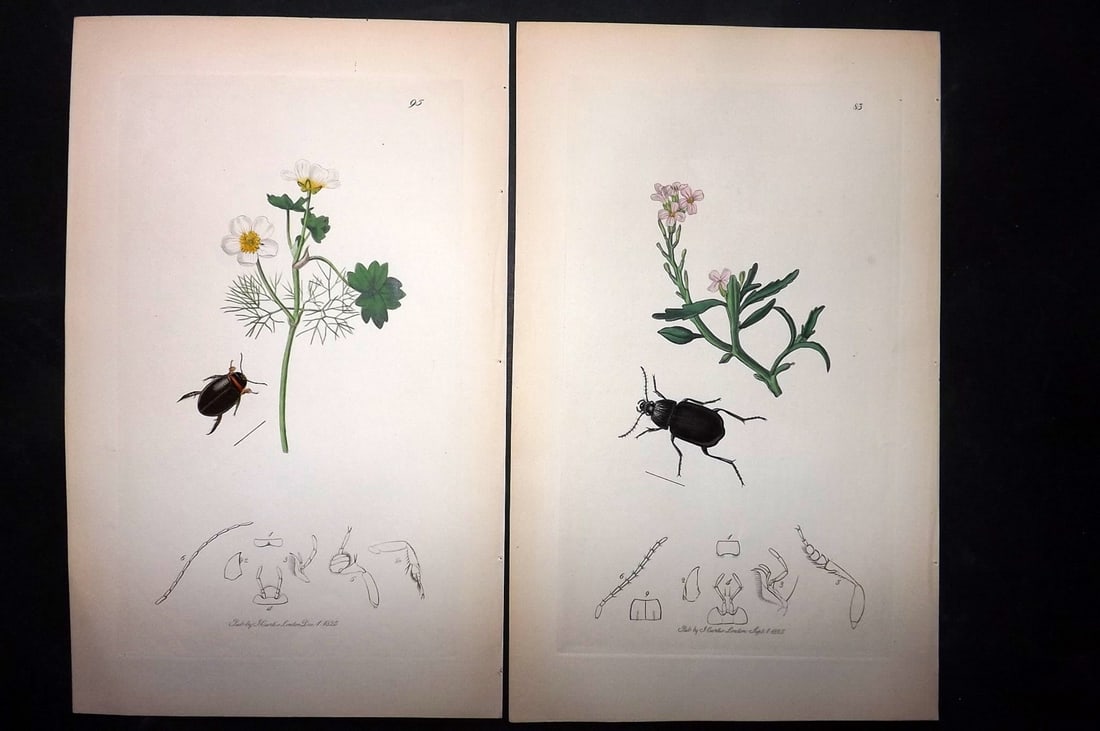 Curtis, John C1830 Pair of Hand Col Insect Botanical Prints: Hand Colored Etchings Published 1829-40, London for "British Entomology: Being Illustrations and Descriptions of the Genera of Insects found in Great Britain and Ireland" Second Edition by John Curtis