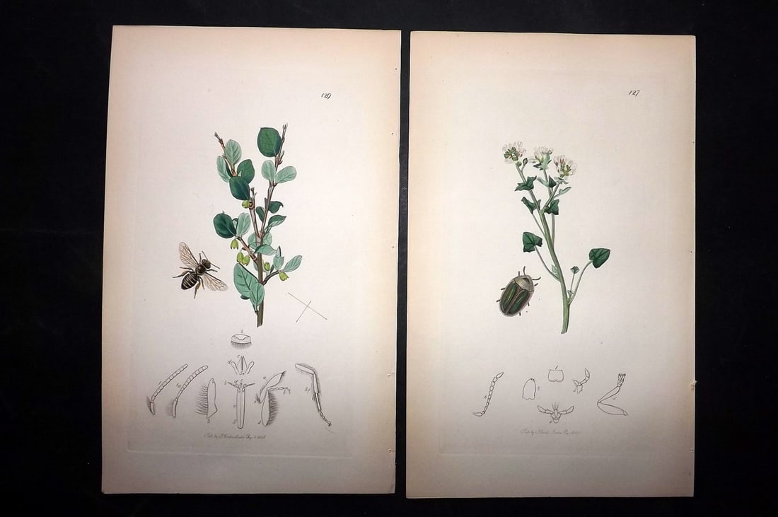 Curtis, John C1830 Pair of Hand Col Insect Botanical Prints: Hand Colored Etchings Published 1829-40, London for "British Entomology: Being Illustrations and Descriptions of the Genera of Insects found in Great Britain and Ireland" Second Edition by John Curtis