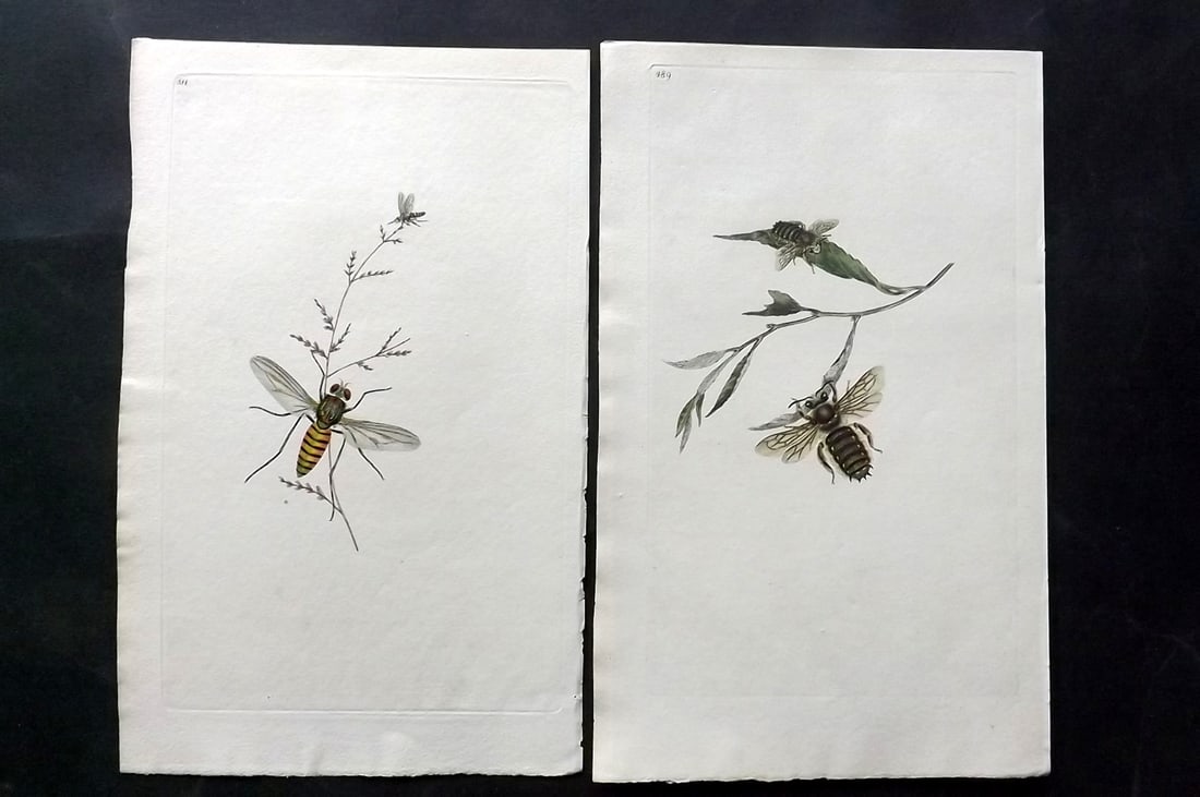 Donovan, Edward C1800 Pair of Hand Col Insect Prints: Hand Colored Etchings Published 1796-1813, London for "The Natural History of British Insects" by Edward Donovan. With accompanying descriptive text. Paper Size: 9.5 x 6 inch (24 x 15cm) Good Conditio