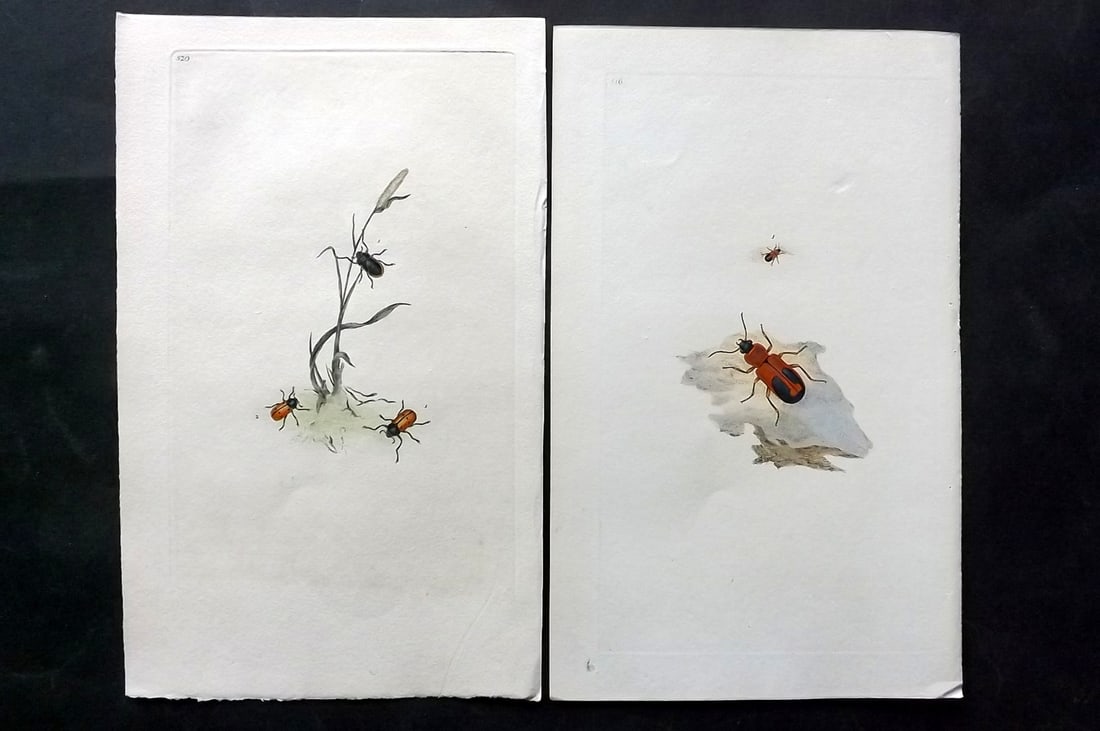 Donovan, Edward C1800 Pair of Hand Col Insect Prints: Hand Colored Etchings Published 1796-1813, London for "The Natural History of British Insects" by Edward Donovan. With accompanying descriptive text. Paper Size: 9.5 x 6 inch (24 x 15cm) Good Conditio