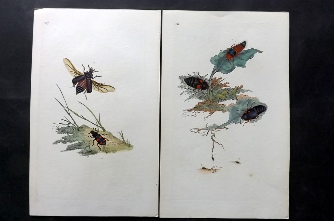 Donovan, Edward C1800 Pair of Hand Col Insect Prints: Hand Colored Etchings Published 1796-1813, London for "The Natural History of British Insects" by Edward Donovan. With accompanying descriptive text. Paper Size: 9.5 x 6 inch (24 x 15cm) Good Conditio